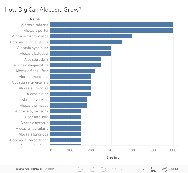 How Big Can Alocasia Grow 