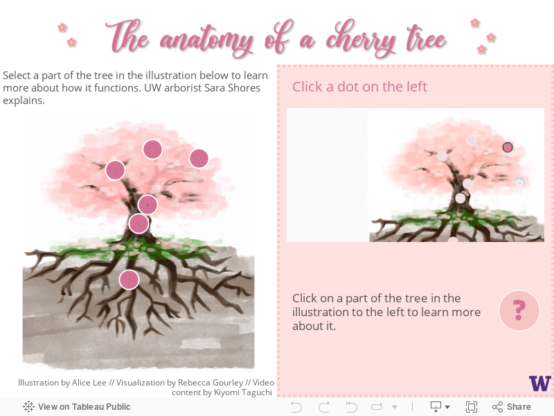 The anatomy of a cherry tree 